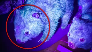 Magic Marsupials, Scientists Discover Certain Species Glow Down Under