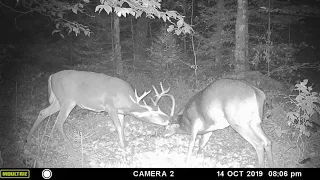 Buck fight: Two Adirondack deer battle during mating season