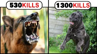 8 Most Dangerous Fearless Aggressive Dog Breeds in The world Urdu/Hindi [part 2]