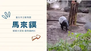臺北市立動物園|原來它叫馬來貘|第一次見到的動物【動物篇#11】