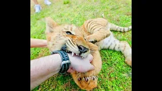 Зоопарк Дуншань (Hainan Tropical Wildlife Park). Много редких животных! Настоящие Лигры!