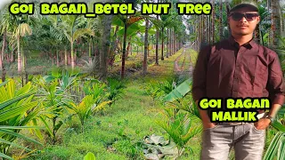 Goi Bagan_The Betel Nut Tree||BMW Laisigwn