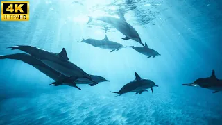 Dolphins - Dancers of the Ocean | Free Documentary