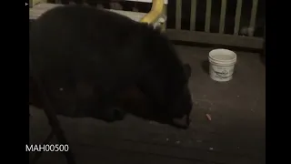 Surprised by Black Bear while feeding Raccoons