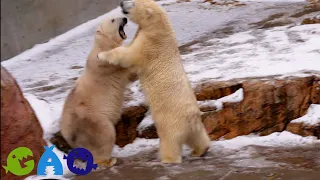 ホッキョクグマの親子喧嘩【フブキ 2歳】