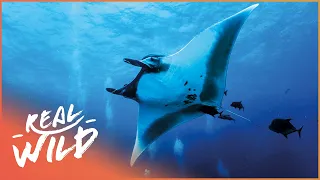 Life Of The Giant Manta Ray | Blue Realm Of San Benedicto | Real Wild