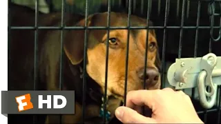 A Dog's Way Home (2018) - Goodbye, Bella Scene (1/10) | Movieclips