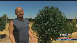 Marijuana farms face uncertain future in California Valley