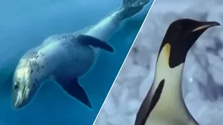 Emperor Penguins v Leopard Seal | Blue Planet | BBC Earth