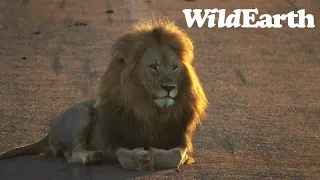 WildEarth - Sunrise  Safari - 16 Jan 2023
