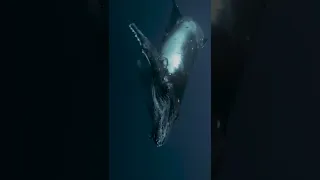 CURIOUS HUMPBACK Calf in Tonga