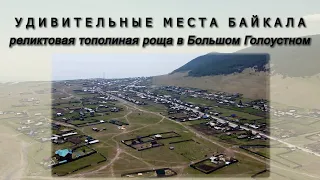 Место загадок и легенд около Байкала: тополиная роща в Большом Голоустном