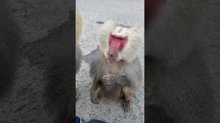 Don’t try this at home! Man feeds wild baboons in the mountains of Eritrea!