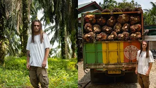 El BOOM del ACEITE DE PALMA: Deforestación en Indonesia 🇮🇩