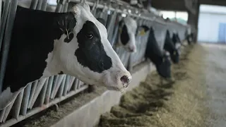 Trade war with China affecting American dairy farmers