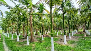 #betelnut #farming #garden 🌴🌴//गय बिफांआव सुनै फुनबाय// MANIKA GOYARY//