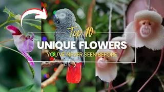 10 Unusual and Unique Flowers You've Never Seen Before