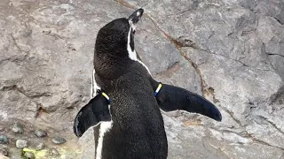 フリフリ尻尾が可愛いペンギン