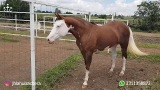 Visita a La Huizachera Quarter Horses 2023