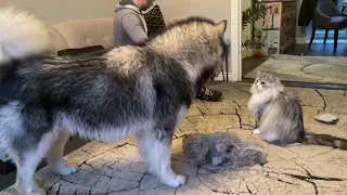 Husky Gets Bullied By Cat! He Just Wants To Play! (Savage!!)