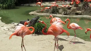 San Diego Zoo (5)