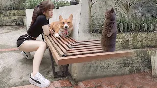 Funniest Animals 2023 😂 Best Funny Cats and Dogs 😺🐶 Part 18