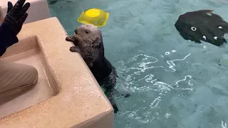 Sea Otters LIVE Behind the Scenes | #SheddTalksMinis