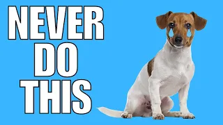 9 Things You Must NEVER Do To Your JACK RUSSELL TERRIER (EVER)
