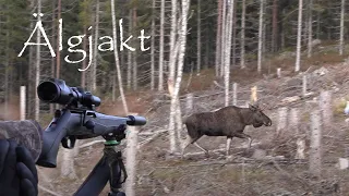 Älgjakt - Jakt på älg med hund - Moose Hunting in Sweden.