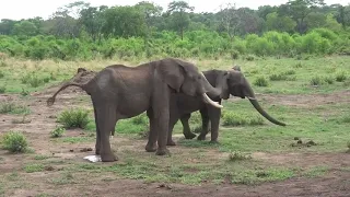 Elephants use gestures and vocal cues when greeting each other, study reports