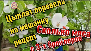 Рецепт мешанки для цыплят, сколько мяса с 3-х бройлеров, апрель 2024 на юге, переезд, пмж, краснодар