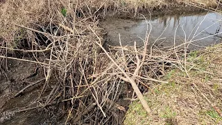 “BEAVERS BARRICADE FALLS” The Epic Removal Of A Beaver Dam