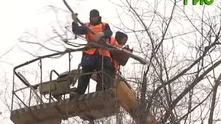 Спил аварийных деревьев и сухих веток на ул. Стара-Загора