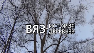Вяз. История деревьев - Выпуск 3