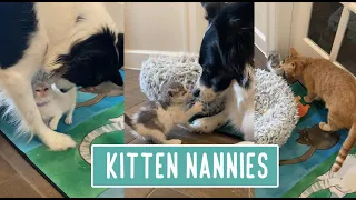 Nannies Meet Kittens Part 2