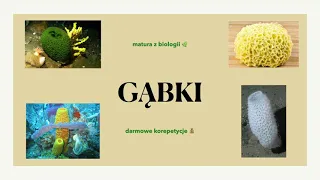 #19 - Gąbki 🧽 - budowa, charakterystyka 🌳 matura biologia rozszerzona 📕 liceum