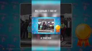 Это САМАЯ БОЛЬШАЯ Лошадь в Истории #shorts