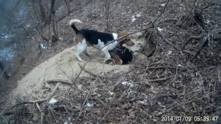 Эстонские гончие в норе))