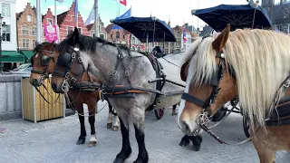 Brugse koetsiers draaien proef