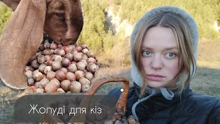 Годівля  кіз   жолудями.  acorns for goats . про користь  жолудів в раціоні у кіз.