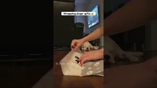 Wrapping your dog’s gift be like… #funnydogs #whiteboxer #dogcomedy #funnyskits #christmaswrapping