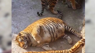 Overweight Siberian tigers become online sensation in China