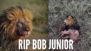 LAST fight of BOB JUNIOR ( lion craziest moments)