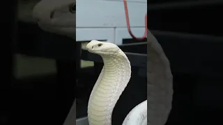 remembering Lilith the all white king cobra