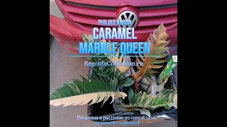 Philodendron Caramel Marble Queen детки на продажу