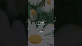 Aяты суры Ан-Нахль (Пчёлы)