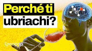 Cosa succede al nostro corpo quando ci ubriachiamo? Gli effetti dell'alcol sul nostro cervello