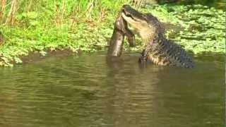 GATOR EATS BOBCAT