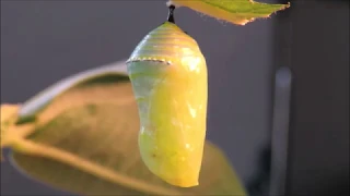 Egg to Monarch Butterfly