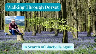 Searching for Bluebells Again   4K